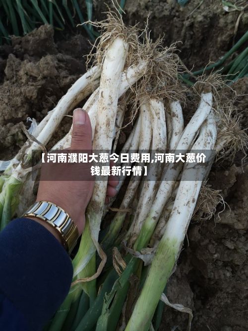 【河南濮阳大葱今日费用,河南大葱价钱最新行情】-第3张图片