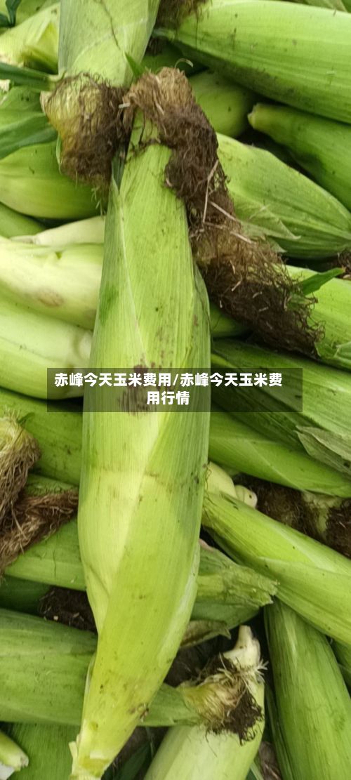 赤峰今天玉米费用/赤峰今天玉米费用行情