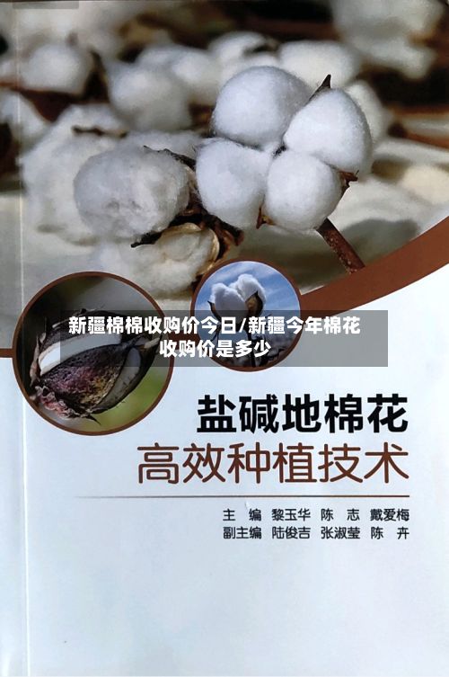 新疆棉棉收购价今日/新疆今年棉花收购价是多少-第2张图片