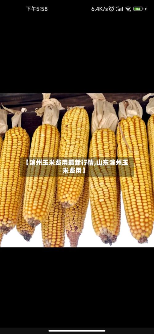 【滨州玉米费用最新行情,山东滨州玉米费用】-第2张图片