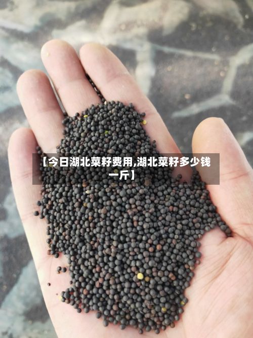 【今日湖北菜籽费用,湖北菜籽多少钱一斤】-第2张图片