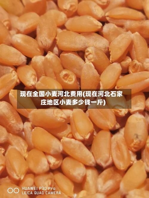 现在全国小麦河北费用(现在河北石家庄地区小麦多少钱一斤)-第2张图片