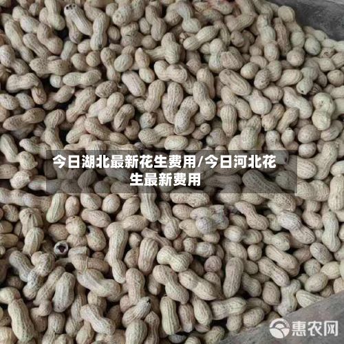 今日湖北最新花生费用/今日河北花生最新费用