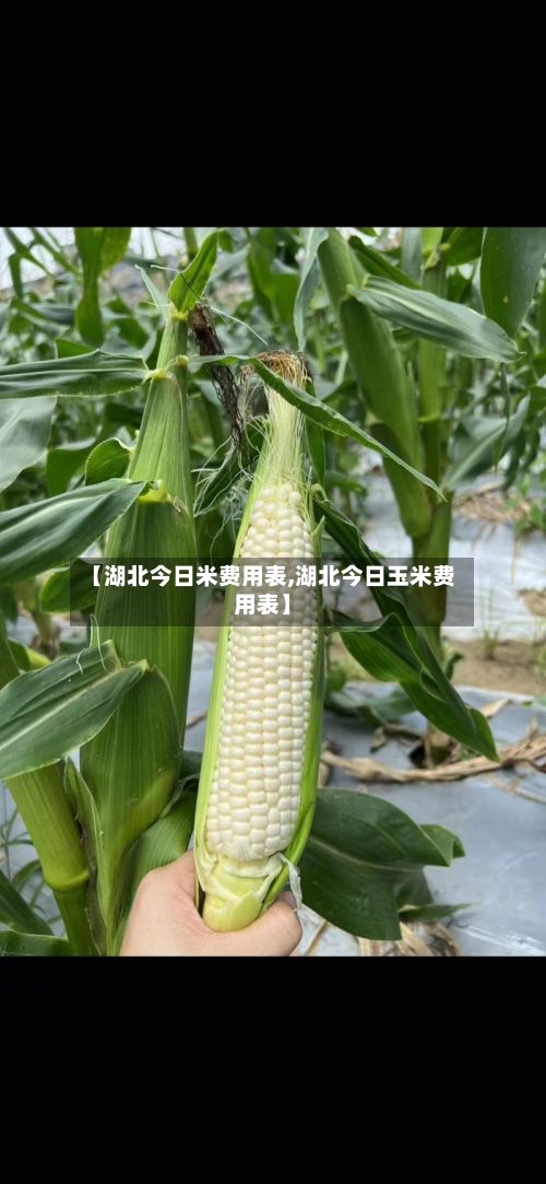 【湖北今日米费用表,湖北今日玉米费用表】-第2张图片