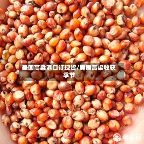 美国高粱港口订现货/美国高粱收获季节-第2张图片
