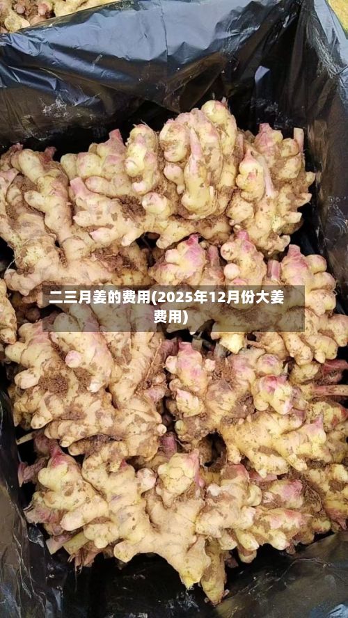 二三月姜的费用(2025年12月份大姜费用)