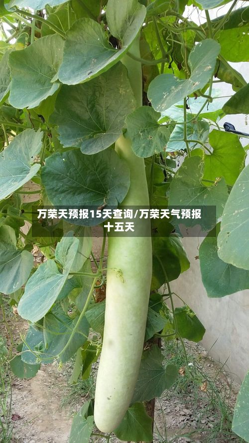 万荣天预报15天查询/万荣天气预报十五天-第2张图片