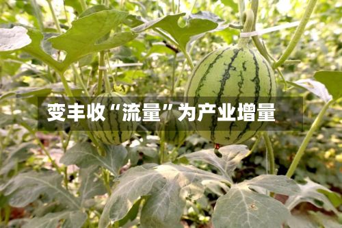 变丰收“流量	”为产业增量-第2张图片