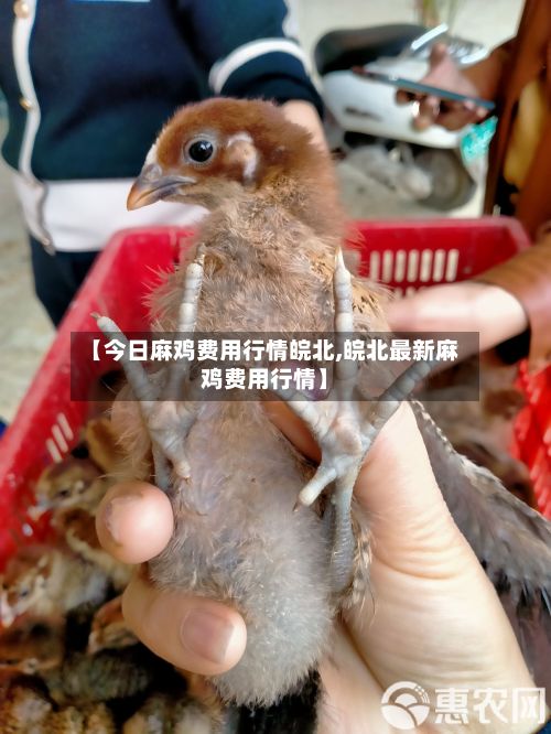 【今日麻鸡费用行情皖北,皖北最新麻鸡费用行情】-第2张图片