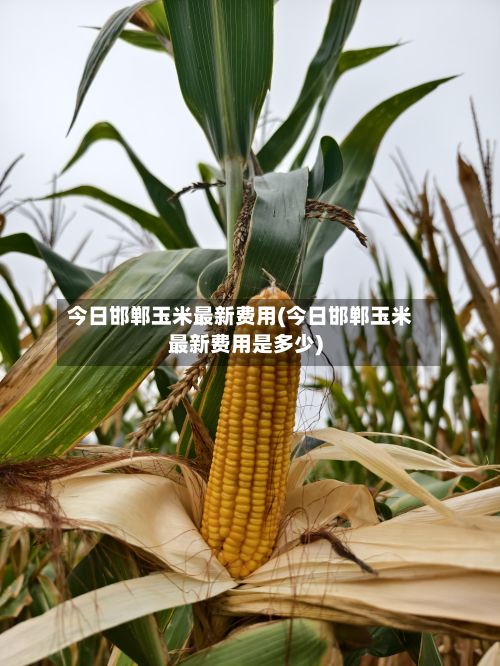今日邯郸玉米最新费用(今日邯郸玉米最新费用是多少)