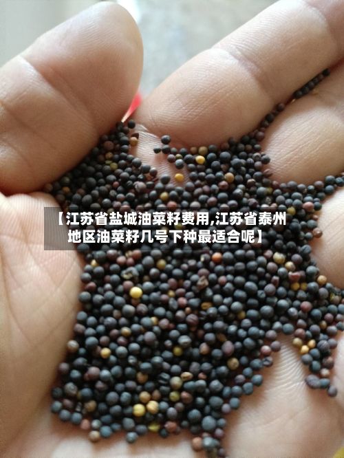 【江苏省盐城油菜籽费用,江苏省泰州地区油菜籽几号下种最适合呢】-第2张图片