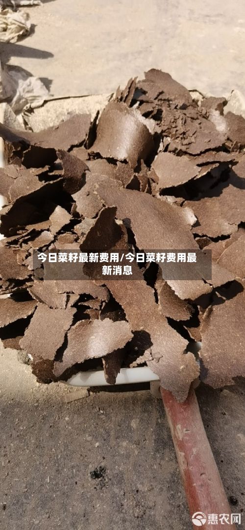 今日菜籽最新费用/今日菜籽费用最新消息