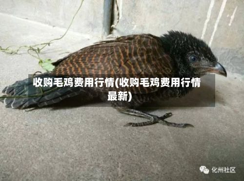 收购毛鸡费用行情(收购毛鸡费用行情最新)