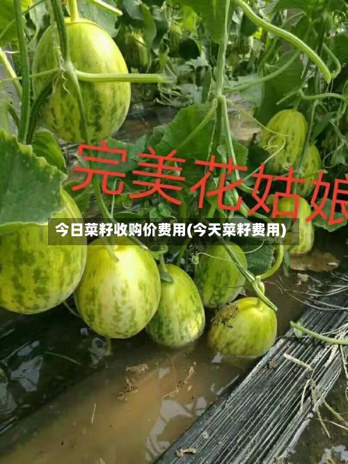 今日菜籽收购价费用(今天菜籽费用)-第3张图片