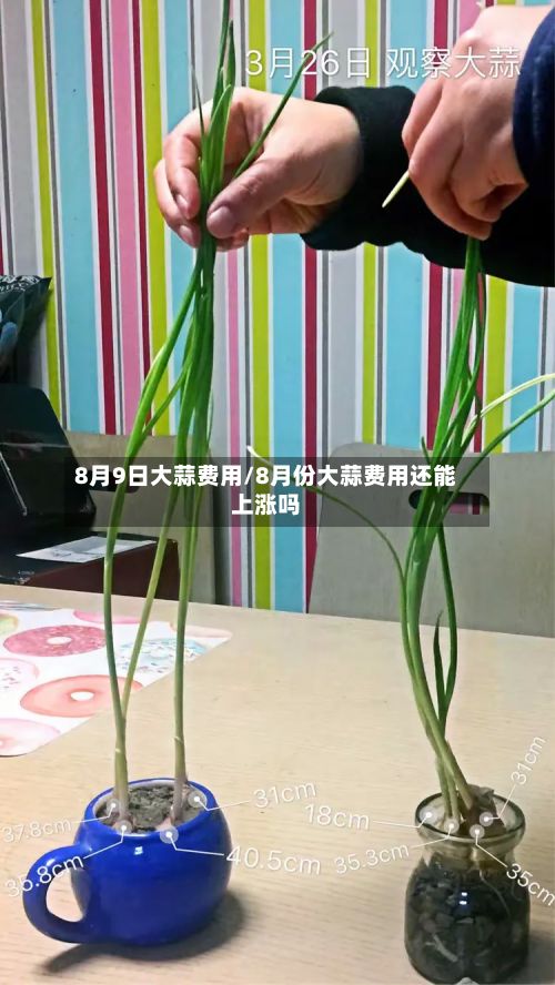 8月9日大蒜费用/8月份大蒜费用还能上涨吗
