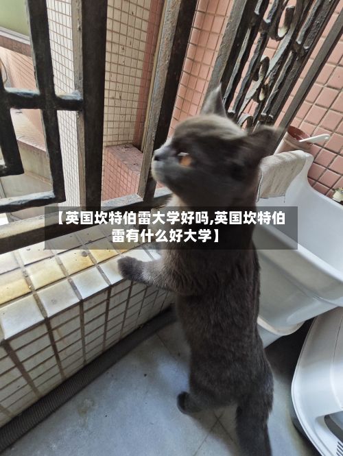 【英国坎特伯雷大学好吗,英国坎特伯雷有什么好大学】-第3张图片