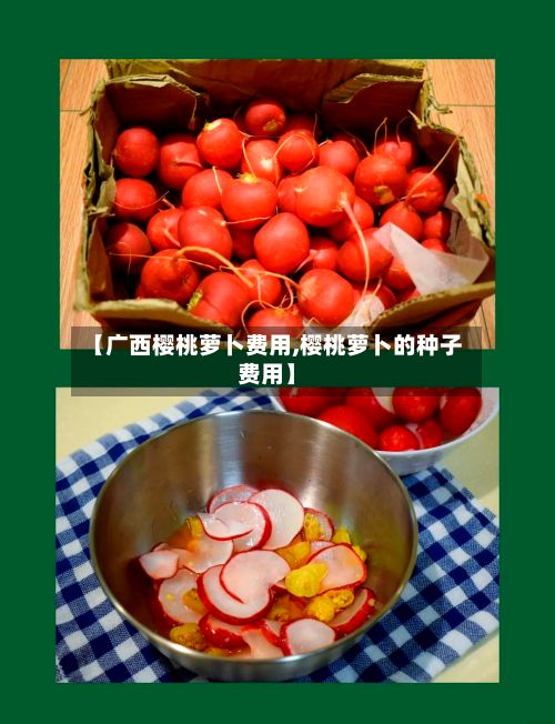 【广西樱桃萝卜费用,樱桃萝卜的种子费用】-第2张图片