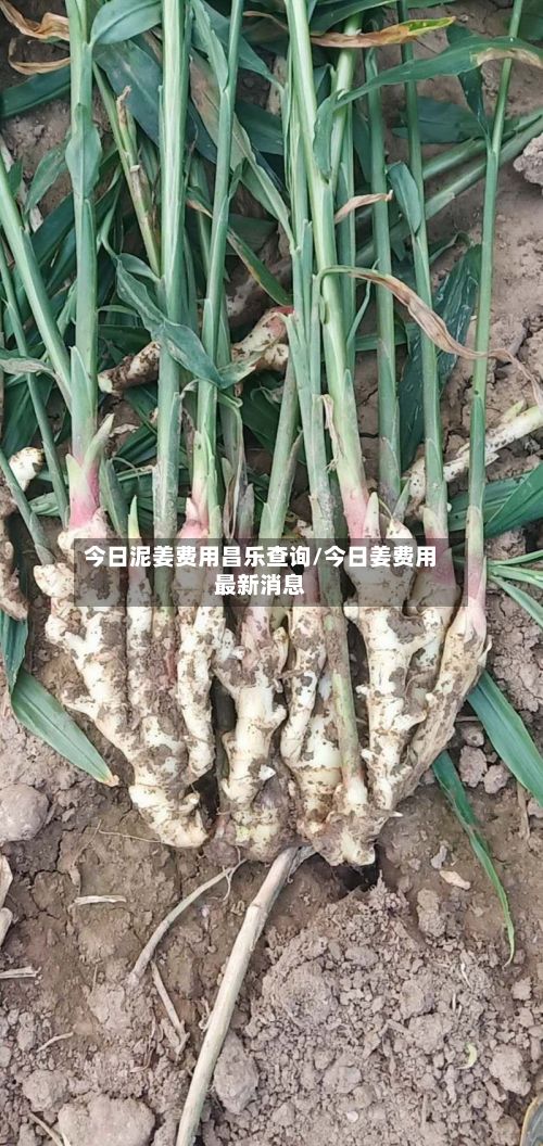 今日泥姜费用昌乐查询/今日姜费用最新消息-第3张图片
