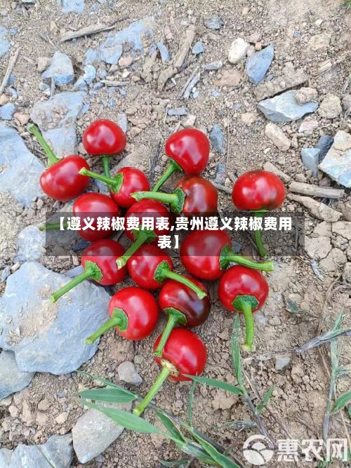 【遵义辣椒费用表,贵州遵义辣椒费用表】-第3张图片