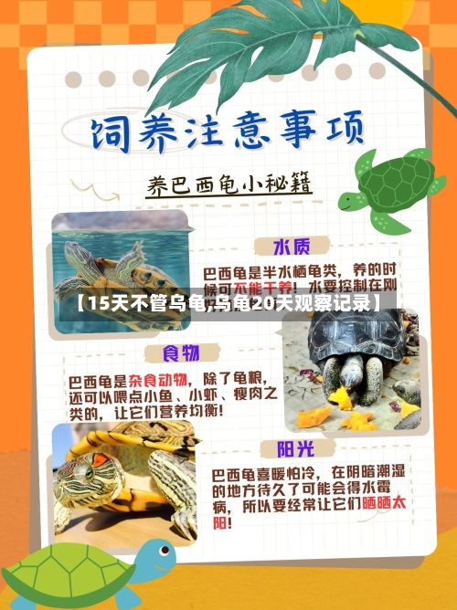 【15天不管乌龟,乌龟20天观察记录】-第2张图片