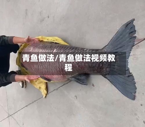 青鱼做法/青鱼做法视频教程-第3张图片
