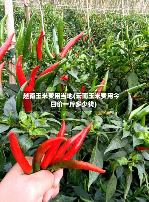 越南玉米费用当地(云南玉米费用今日价一斤多少钱)-第2张图片