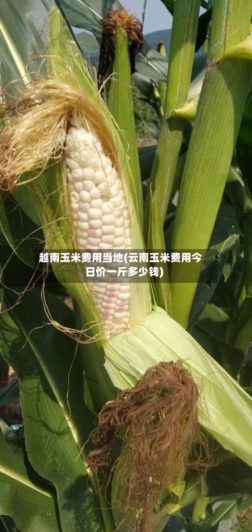 越南玉米费用当地(云南玉米费用今日价一斤多少钱)