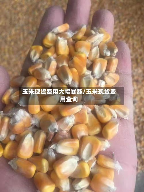 玉米现货费用大幅暴涨/玉米现货费用查询