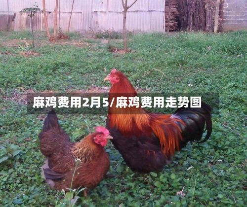 麻鸡费用2月5/麻鸡费用走势图-第2张图片