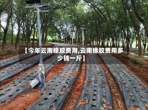 【今年云南橡胶费用,云南橡胶费用多少钱一斤】