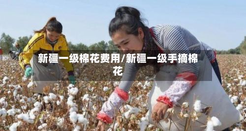 新疆一级棉花费用/新疆一级手摘棉花
