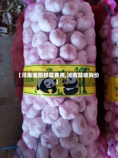 【河南淮阳鲜蒜费用,河南蒜收购价】