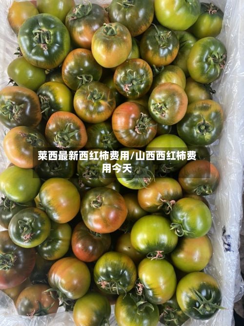 莱西最新西红柿费用/山西西红柿费用今天-第3张图片