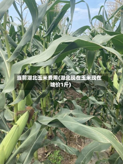 当前湖北玉米费用(湖北现在玉米现在啥价1斤)
