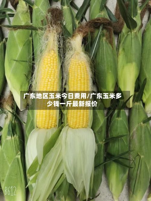 广东地区玉米今日费用/广东玉米多少钱一斤最新报价-第3张图片
