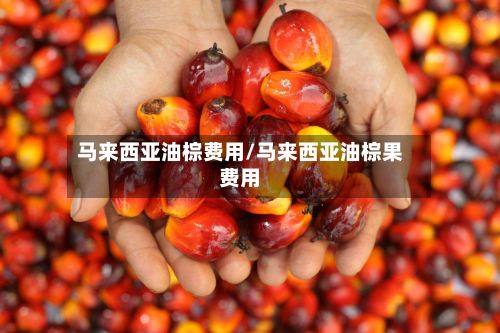马来西亚油棕费用/马来西亚油棕果费用-第2张图片