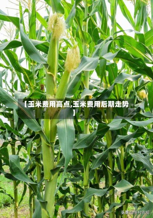 【玉米费用高点,玉米费用后期走势】