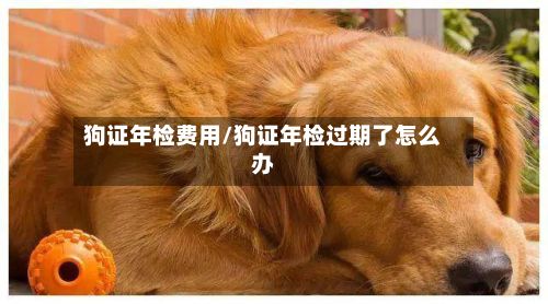 狗证年检费用/狗证年检过期了怎么办