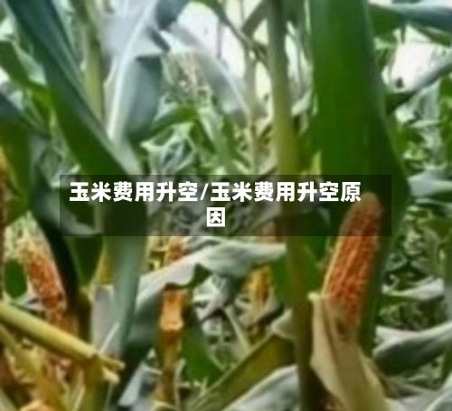 玉米费用升空/玉米费用升空原因-第3张图片