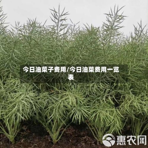 今日油菜子费用/今日油菜费用一览表-第3张图片