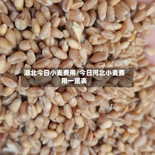 湖北今日小麦费用/今日河北小麦费用一览表