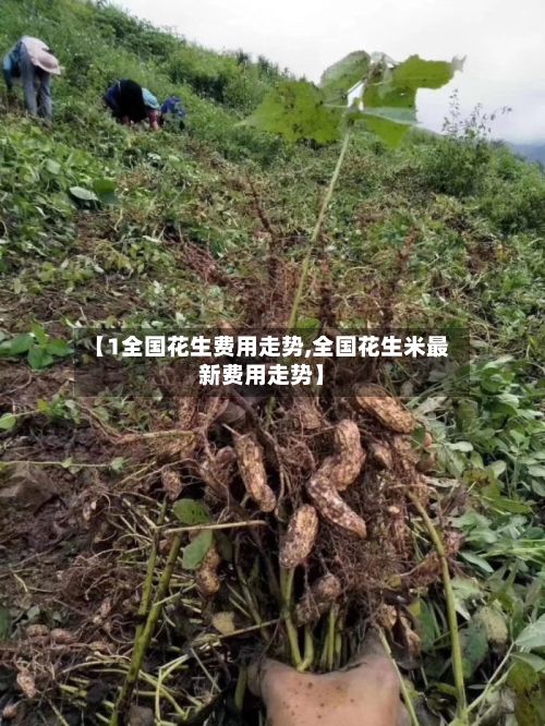 【1全国花生费用走势,全国花生米最新费用走势】