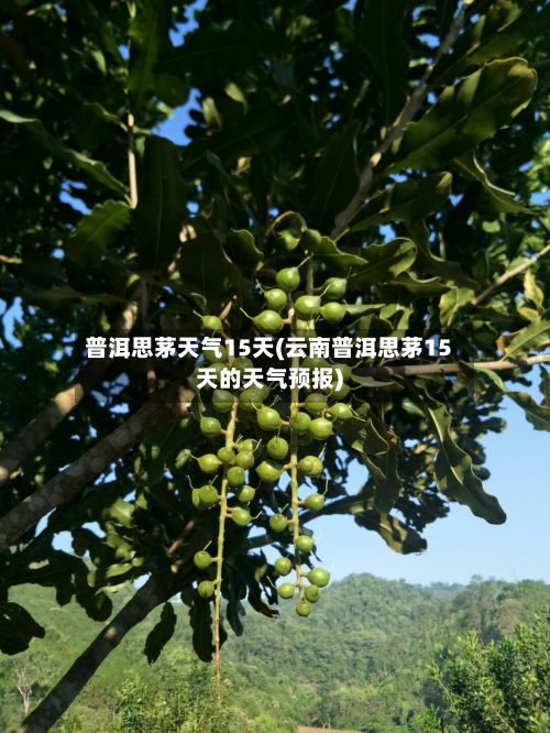 普洱思茅天气15天(云南普洱思茅15天的天气预报)