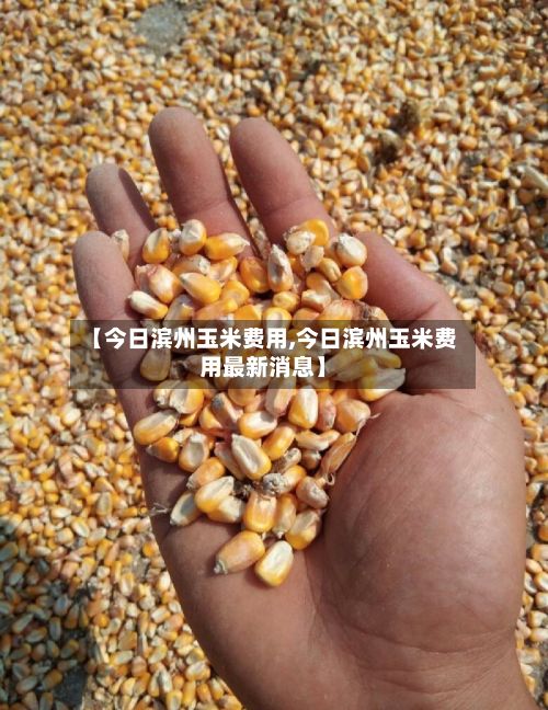 【今日滨州玉米费用,今日滨州玉米费用最新消息】-第2张图片