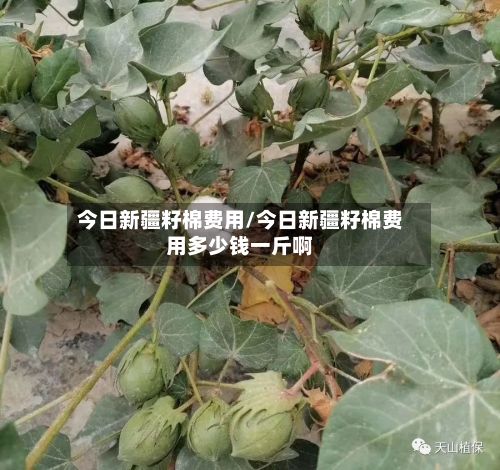 今日新疆籽棉费用/今日新疆籽棉费用多少钱一斤啊