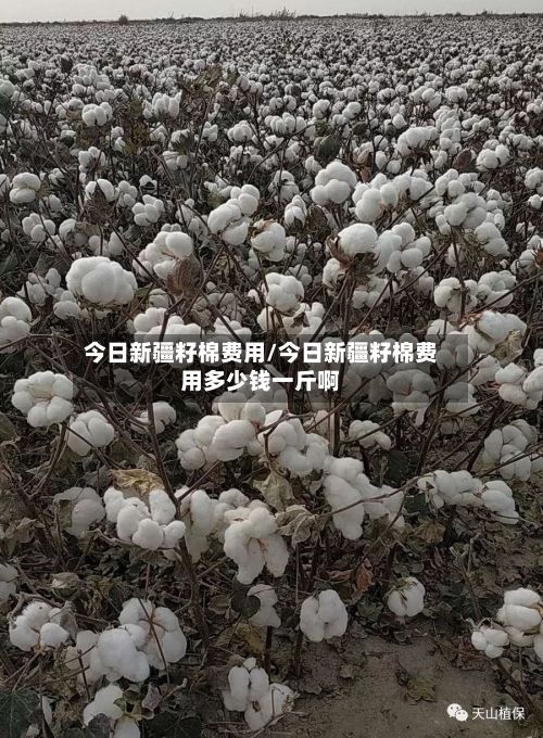 今日新疆籽棉费用/今日新疆籽棉费用多少钱一斤啊-第2张图片