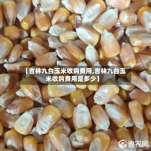 【吉林九台玉米收购费用,吉林九台玉米收购费用是多少】-第2张图片
