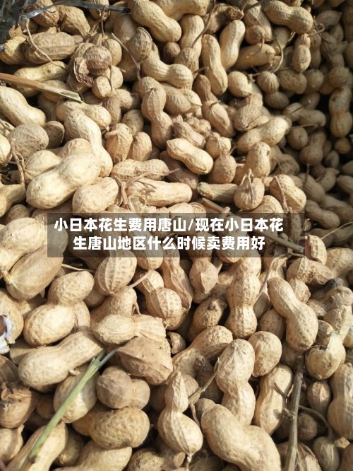 小日本花生费用唐山/现在小日本花生唐山地区什么时候卖费用好