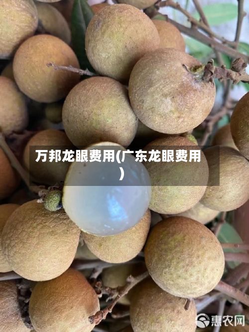 万邦龙眼费用(广东龙眼费用)
