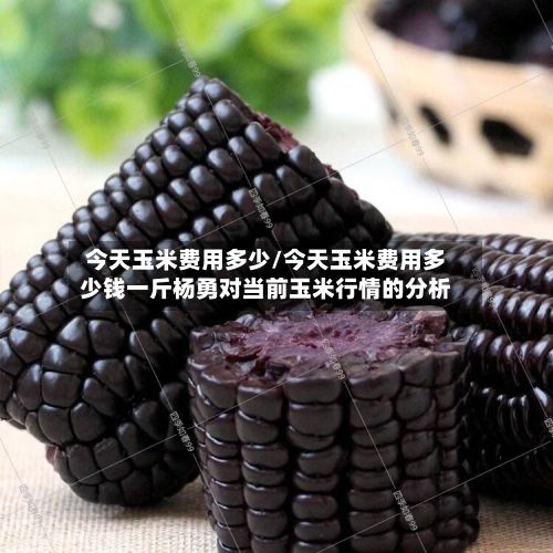 今天玉米费用多少/今天玉米费用多少钱一斤杨勇对当前玉米行情的分析